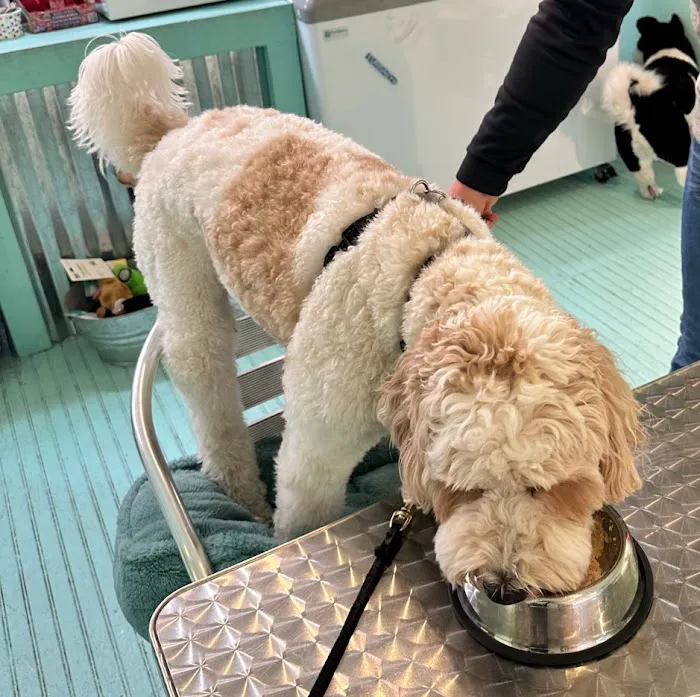 Salty Paws Philly (formerly RittenhouseSquare) Picture 1