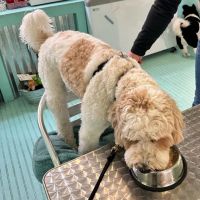 Salty Paws Philly (formerly RittenhouseSquare) ico