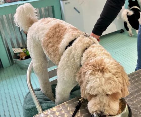 Salty Paws Philly (formerly RittenhouseSquare)