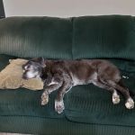 Veterinary Cancer Group