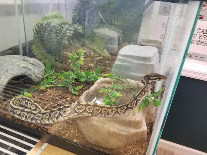 Royal Python's Cove Picture 7