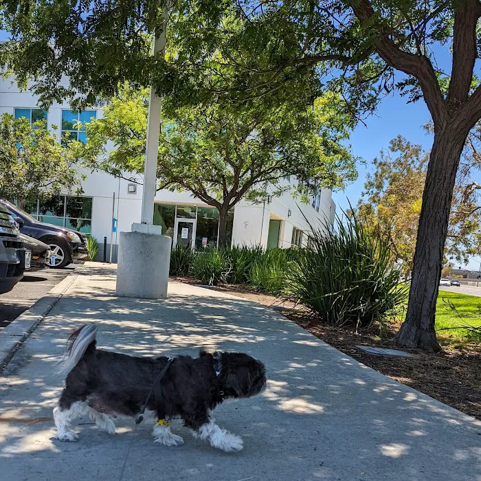 Veterinary Cancer Group OC, A Thrive Pet Healthcare Partner Picture 9
