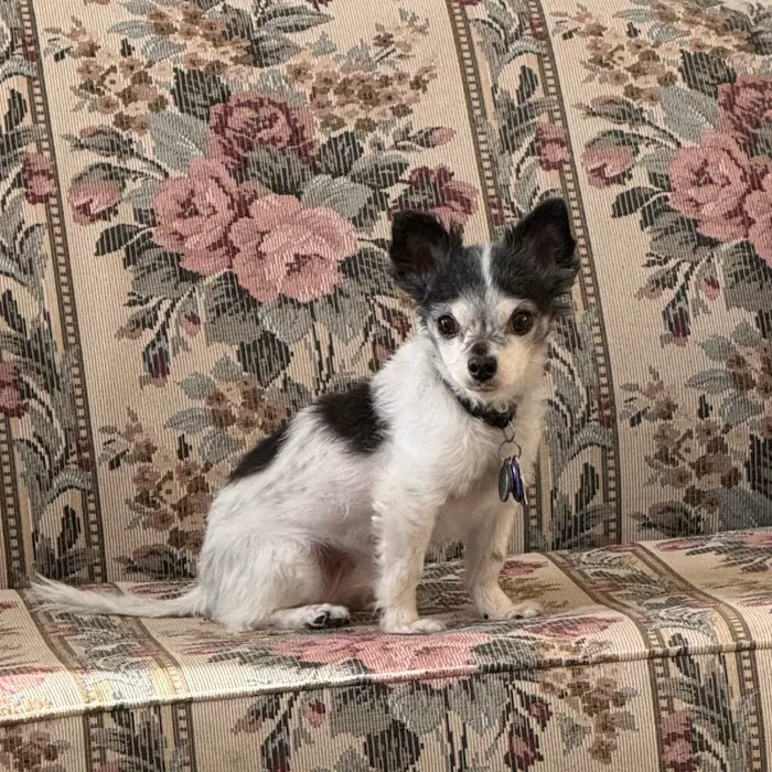 Veterinary Cancer Group OC, A Thrive Pet Healthcare Partner Picture 5