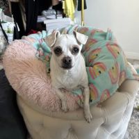 Veterinary Cancer Group OC, A Thrive Pet Healthcare Partner ico