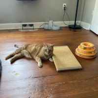 Fairmount Pet Shoppe ico