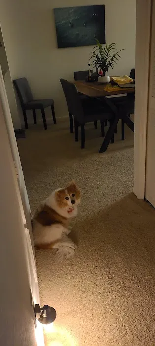 Echo Vet Cardio Picture 10