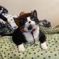 Echo Vet Cardio ico