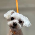 ham + bone Queen Village