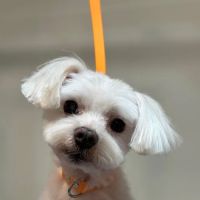 ham + bone Queen Village ico