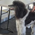 Cambridge Tony DVM Diplomate ACVS