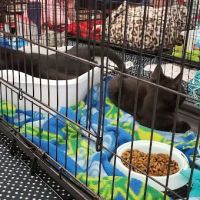 Petco ico