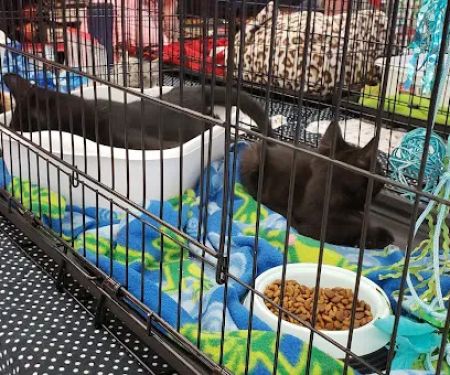 Petco