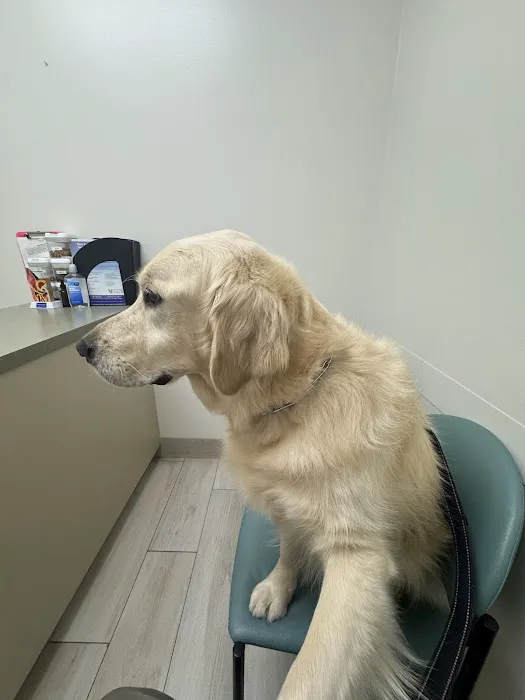 Animal Dermatology Clinic Picture 1