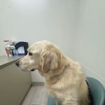 Animal Dermatology Clinic