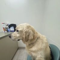 Animal Dermatology Clinic ico