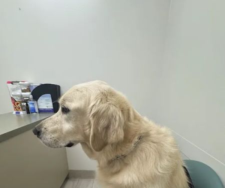 Animal Dermatology Clinic