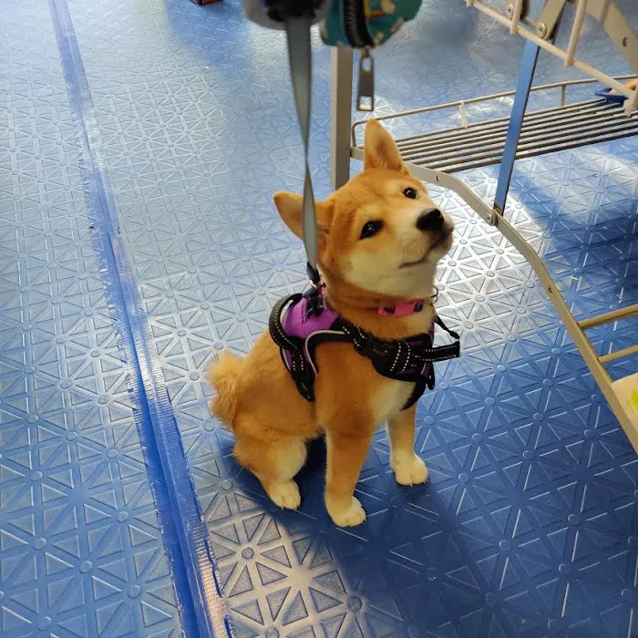 Ultimate Doggie Destination Picture 3