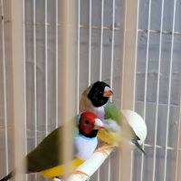 Stewarts bird farm ico