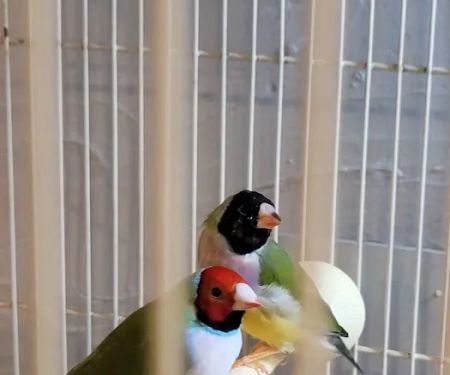 Stewarts bird farm