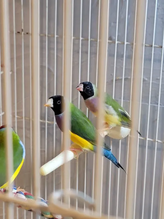 Stewarts bird farm Picture 2
