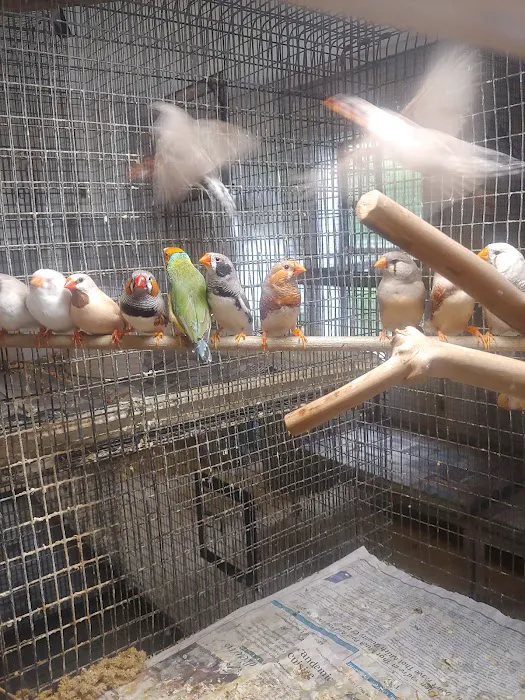 Stewarts bird farm Picture 8