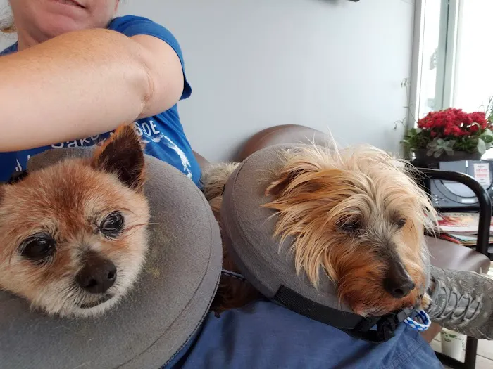Eye Care for Animals - Tustin Picture 2