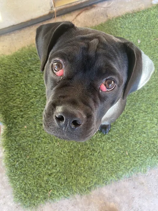 Eye Care for Animals - Tustin Picture 3