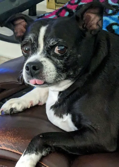 Eye Care for Animals - Tustin Picture 1