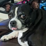 Eye Care for Animals - Tustin