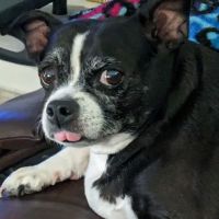 Eye Care for Animals - Tustin ico