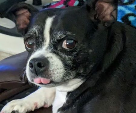Eye Care for Animals - Tustin