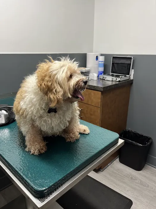 Eye Care for Animals - Tustin Picture 8