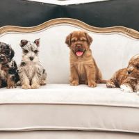 Playful Pets ico