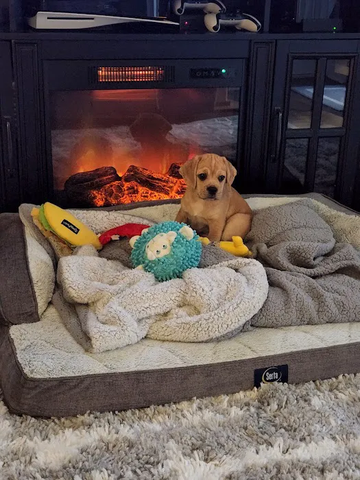 Playful Pets Picture 3