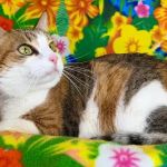 Advanced Veterinary Medical Imaging