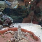 Petco