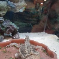 Petco ico