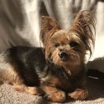 Jacqueline Heller, D.V.M.