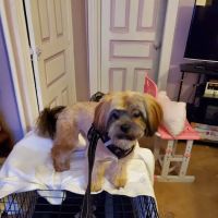 Alpha Pet Stop ico