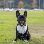 Veterinary Neurology Center