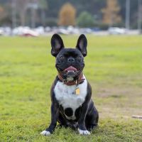 Veterinary Neurology Center ico