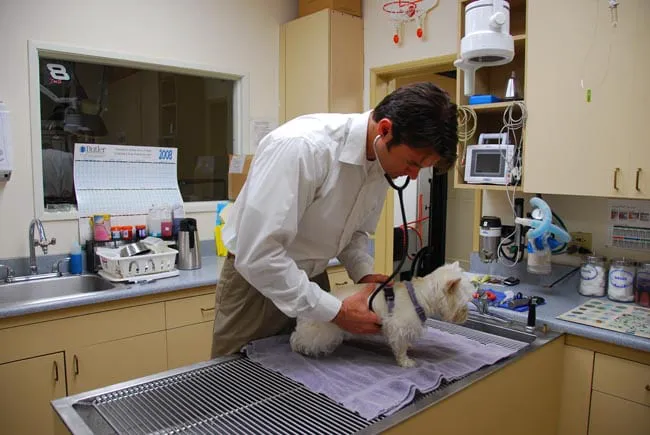 VCA Irvine Boulevard Animal Hospital Picture 2