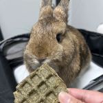 Northwood Animal Hospital