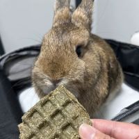 Northwood Animal Hospital ico