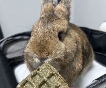 Northwood Animal Hospital