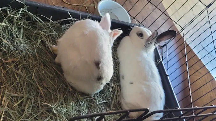 Northwood Animal Hospital Picture 4