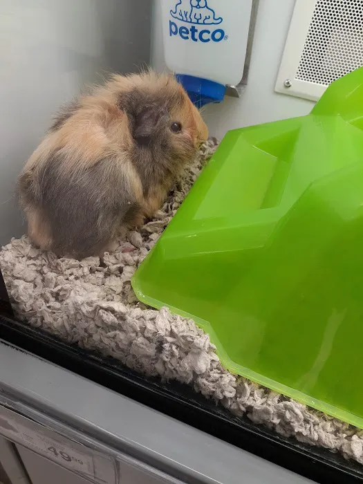 Petco Picture 3