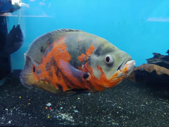 Exotic Fish & Pets Picture 6