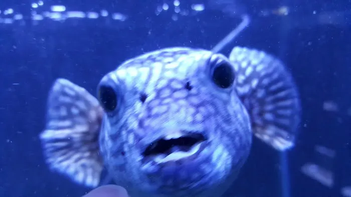 Exotic Fish & Pets Picture 3