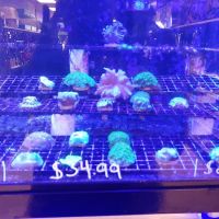 Exotic Fish & Pets ico